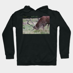 Deer Hoodie